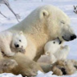 Meet your Posher, Junnah